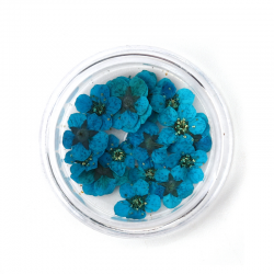 Getrocknete Blumen Azurblau 8mm x 8mm - 6mm x 6mm, 1 Box ( 20 Stück/Box)
